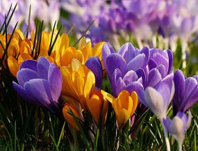 путешествие на автобусе - ЦВЕТЫ ДАУГМАЛЕ - КОКНЕСЕ (Крокусы/Нарциссы/Тюльпаны/Пеоны)