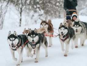 ceļojumi ar autobusu - ZIEMASSVĒTKU GARŠAS: viesošanās pie Haski suņiem - Šokolādes un Piparkūku meistarklases
