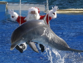 путешествие на автобусе - РОЖДЕСТВЕНСКОЕ ШОУ ДЕЛЬФИНОВ В КЛАЙПЕДЕ