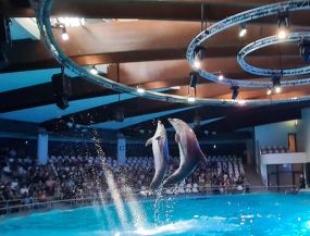 ceļojumi ar autobusu - KLAIPĒDA: DELFINĀRIJS + JŪRAS MUZEJS