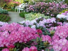 путешествие на автобусе - Новинка!!! В ВИЛЬНЮСЕ ЦВЕТУТ РОДОДЕНДРОНЫ