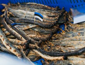 путешествие на автобусе - Новинка!!! ФЕСТИВАЛЬ МИНОГИ В НАРВА-ЙЫЭСУУ