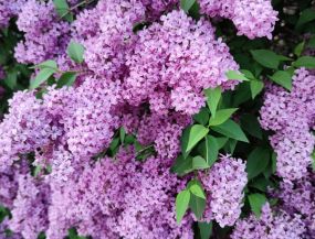 путешествие на автобусе - ЕЛГАВА - ДОБЕЛЕ - СИРЕНЕВЫЙ САД П. УПИТИСА